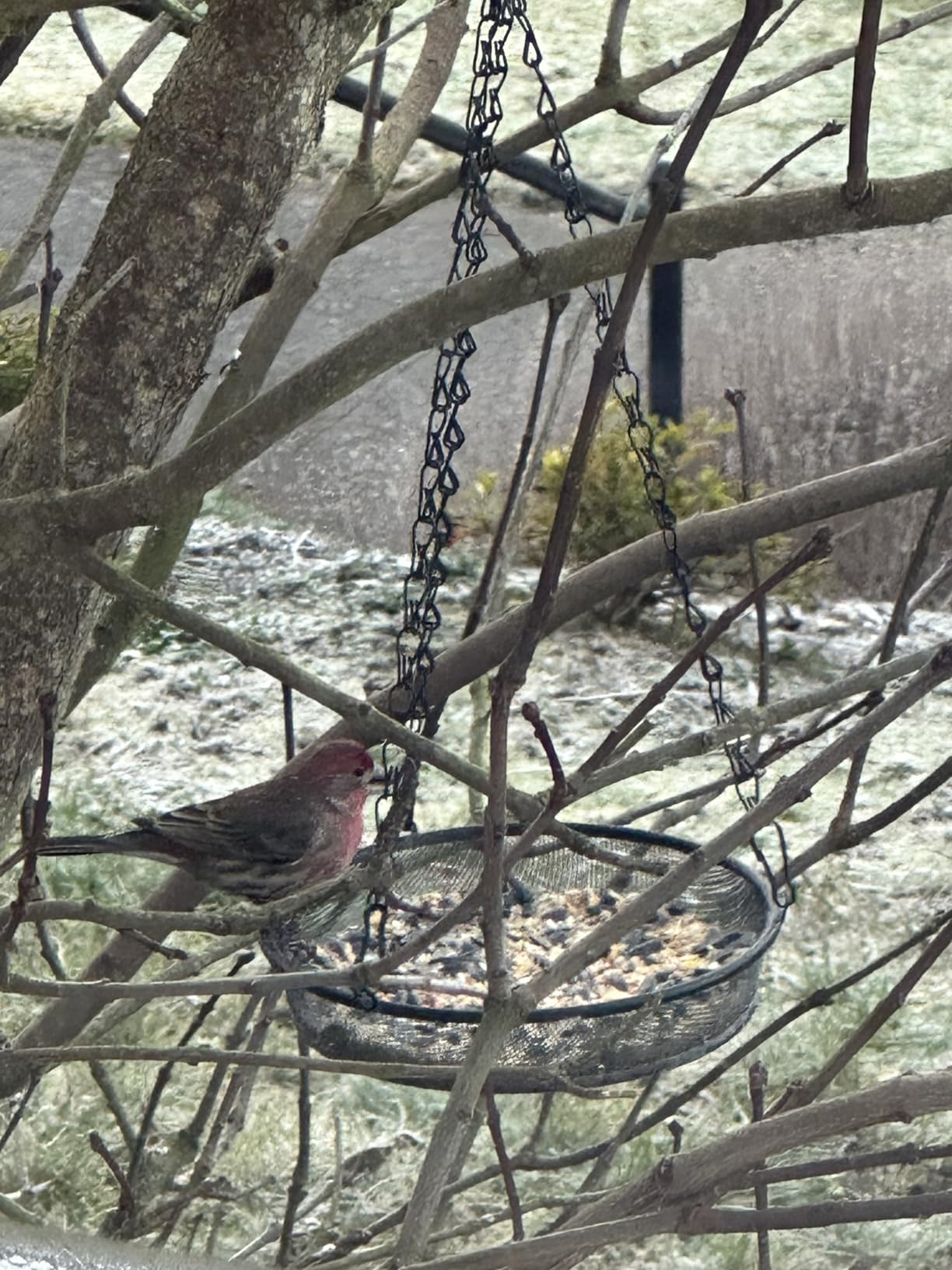Bird Feeder for Outdoors, Suet Feeder for Outside Hanging Suet Basket Cage customer photo 1