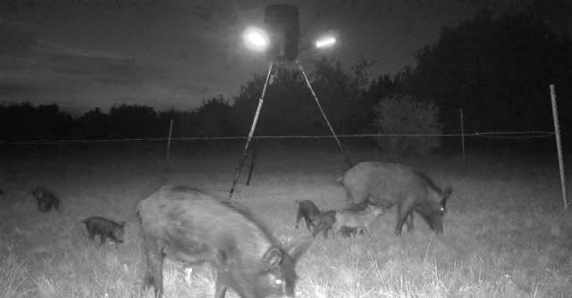 Hog Lights for Night Hunting - 12000LM Green Hunting Light for Hogs with Remote Control, Motion Sensor and Waterproof, Solar Powered Hog Feeder Light for Deer Coyote Varmint customer photo 2