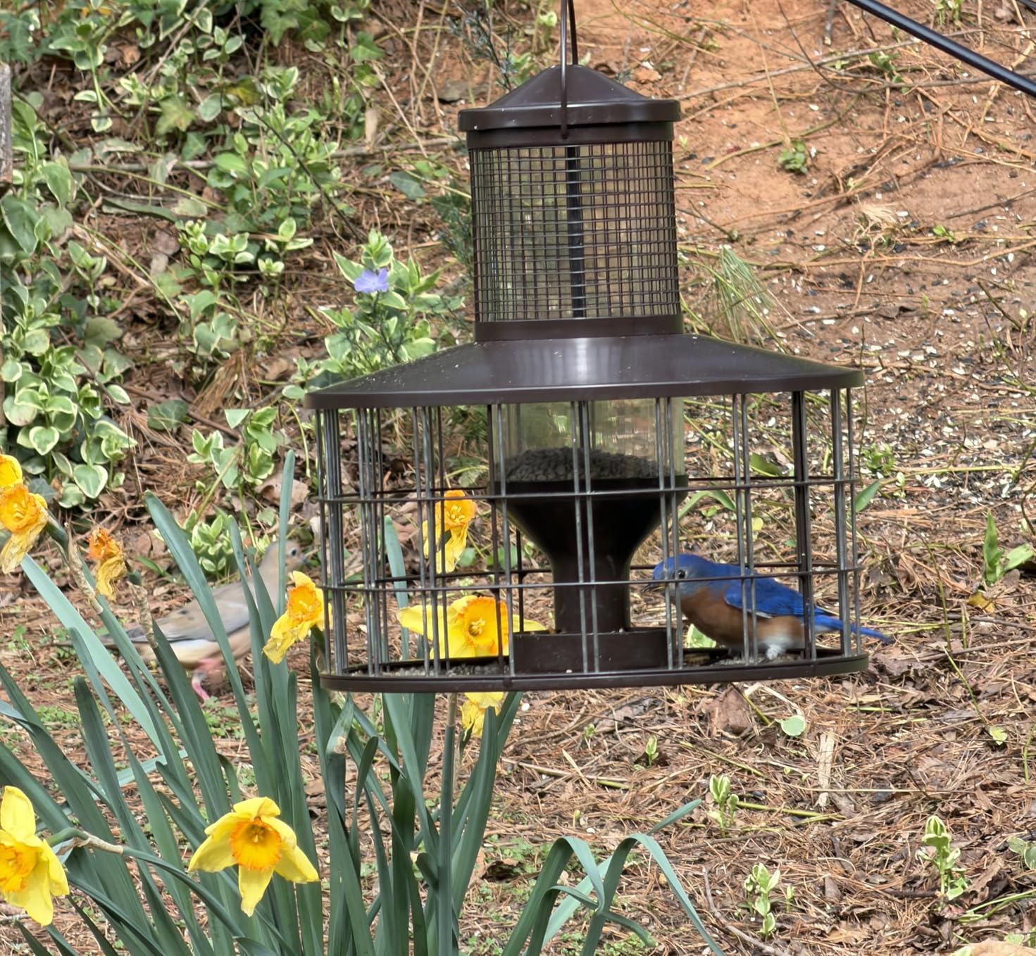 Upgraded Caged Bird Feeders Squirrel-Proof, Flexible Adjustment of Grille Size, 3 Lbs Seed Capacity, DIY Starling-Proof Caged Tube Hanging Wild Bird Feeder, Attract Small Birds(Deep Green) customer photo 1