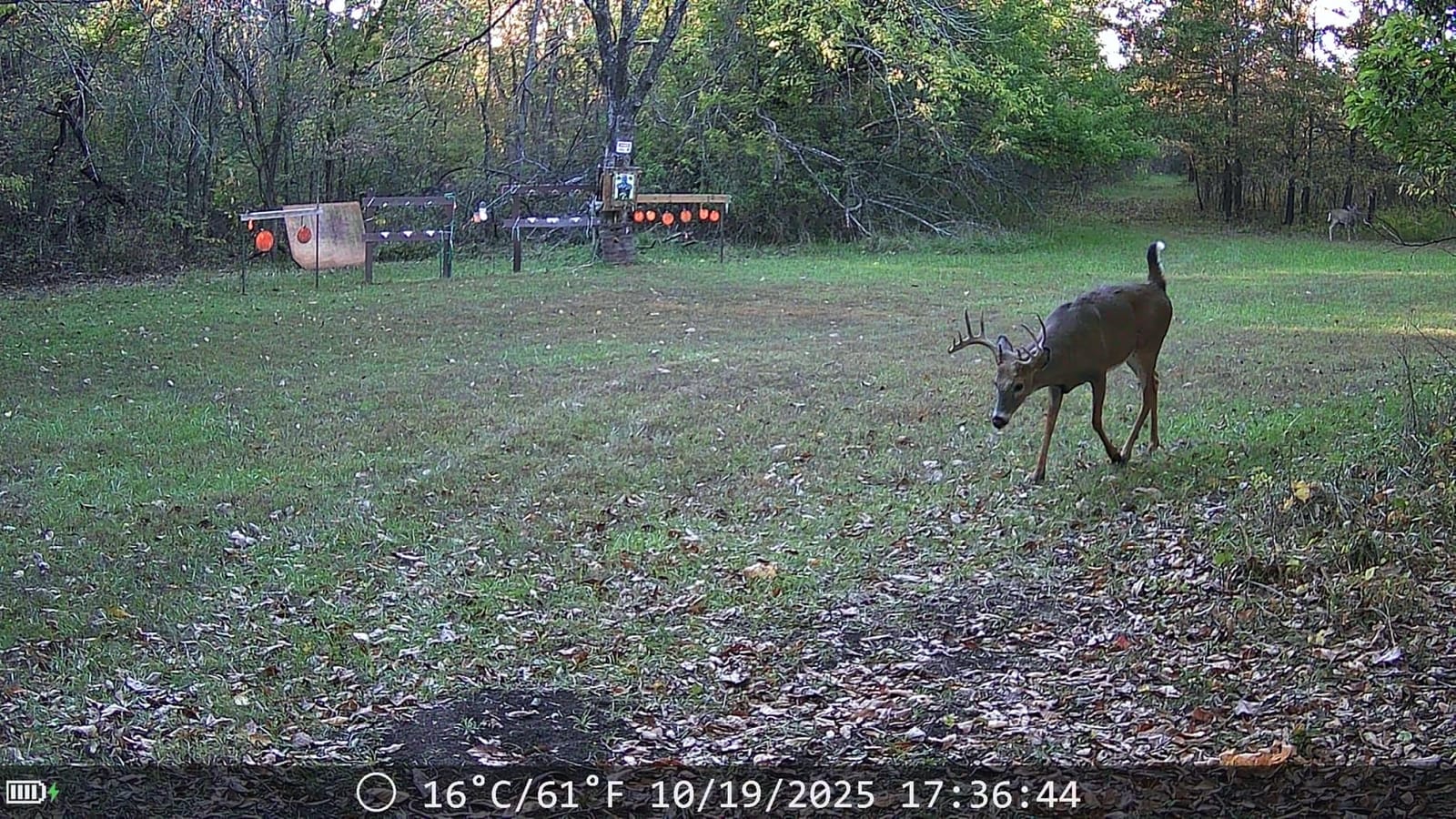 Trail Cameras with Night Vision Motion Activated - WiFi Bluetooth 4K 64MP customer photo 2