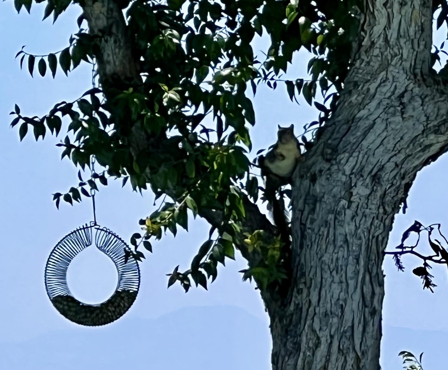 Peanut Bird Feeder, Hanging Feeder Round Metal Whole Wild Bird Feeder with Hanging Hook for Outdoor Birds and Squirrels Feeding Rust & Proof customer photo 1