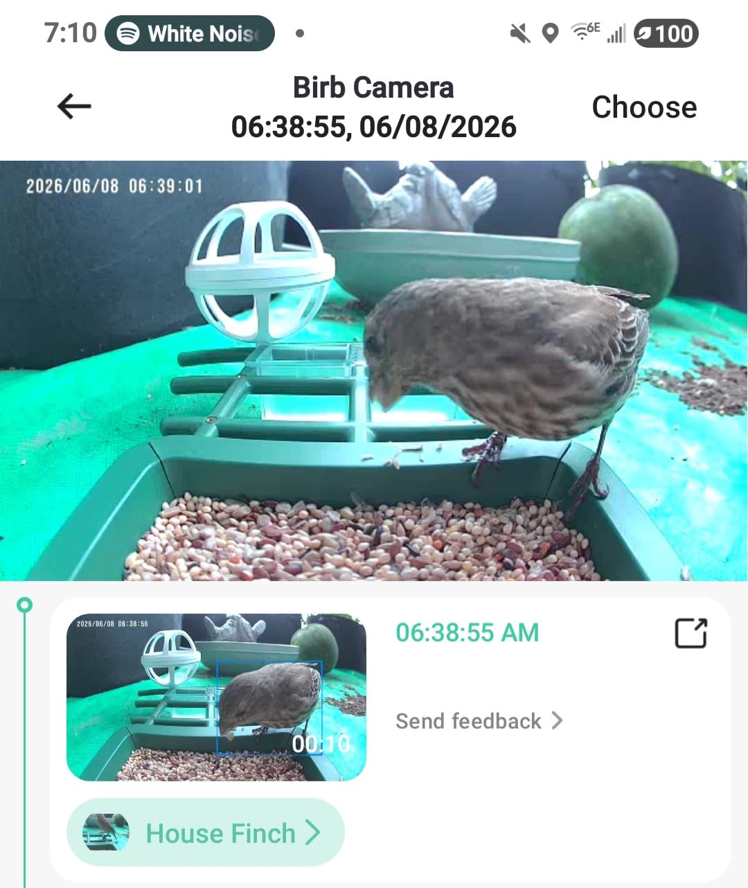 PeckCam Bird Feeder with Camera Solar Powered 2K Live Video Auto Capture customer photo 2