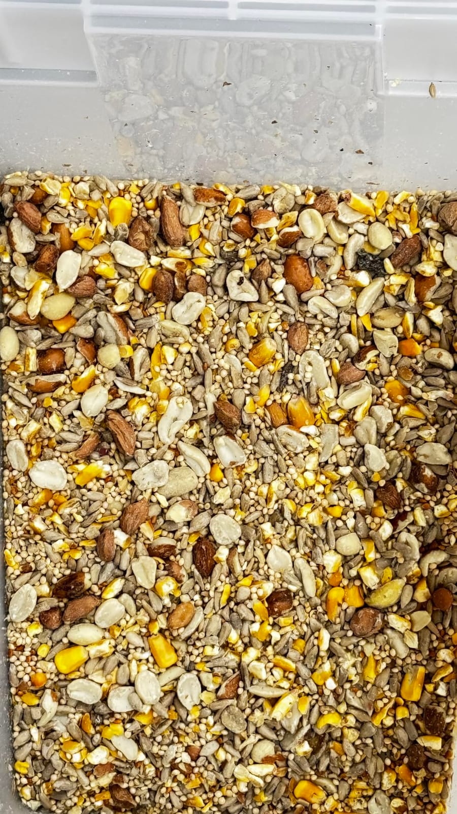 Morning Song Clean & Free No Mess Wild Bird Seed - 12 lb. | Shell-Free Bird Food with Sunflower Chips, Peanuts & Canary Seed - No Waste Bird Food for Outside Feeders customer photo 2