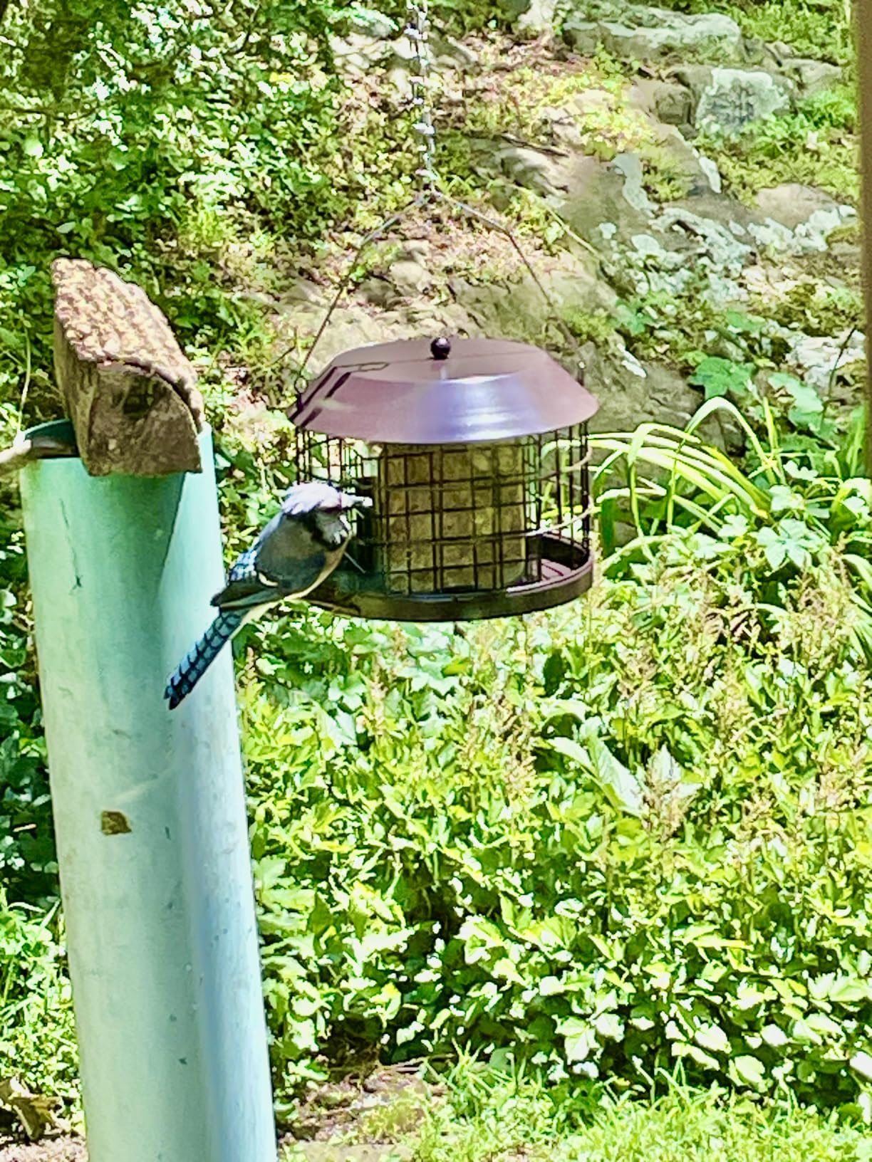 Gbekery Bluebird Feeder for Mealworms with Glass Bowl for Outdoors - Metal Cage Bird Feeder Squirrel Proof, Weatherproof Mealworm Feeder for Small Birds customer photo 2