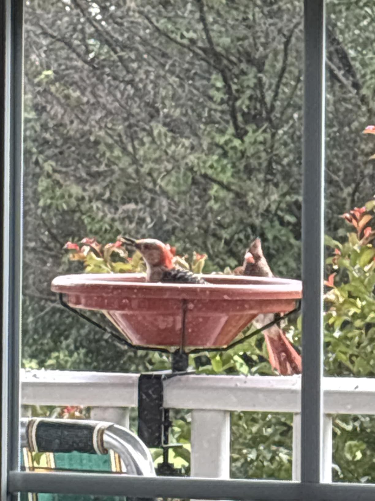 iBorn Bird Bath, Deck Mounted Bird Baths 12inch, Birdbath for Outside with Clamp 3.2inch, BPA-Free Bowl, Chew-Proof, Fully Detachable Design, Easy Clean & Refill, Terracotta customer photo 1