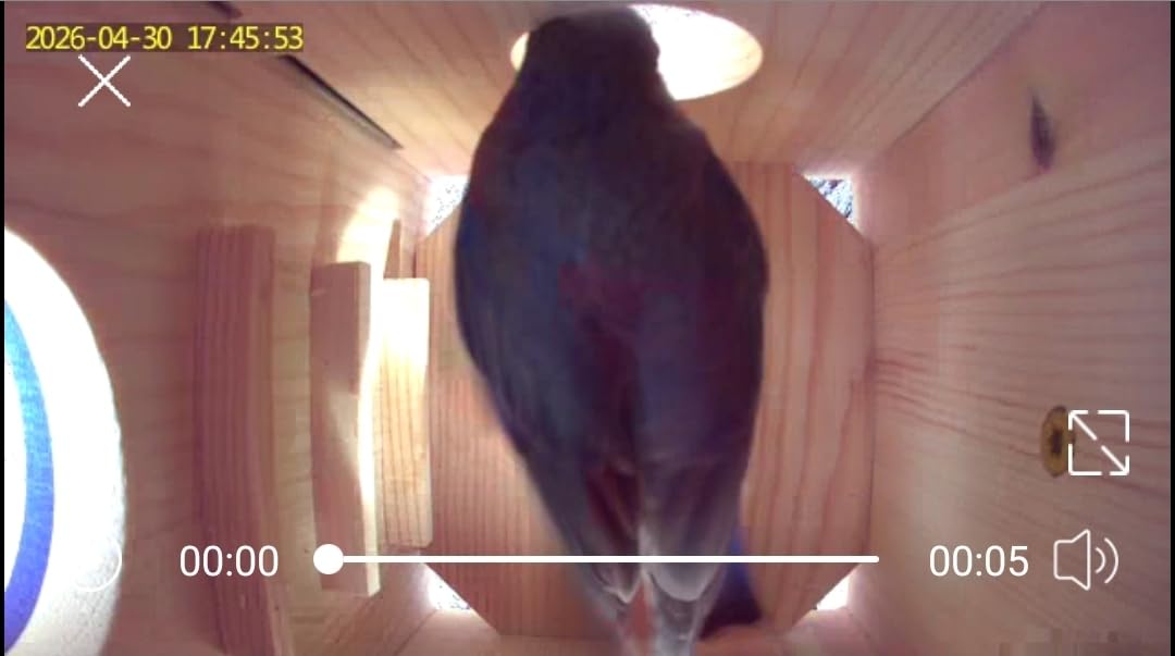 Smart Bird House with Camera Solar Powered,Bird-Safe Varnish customer photo 1