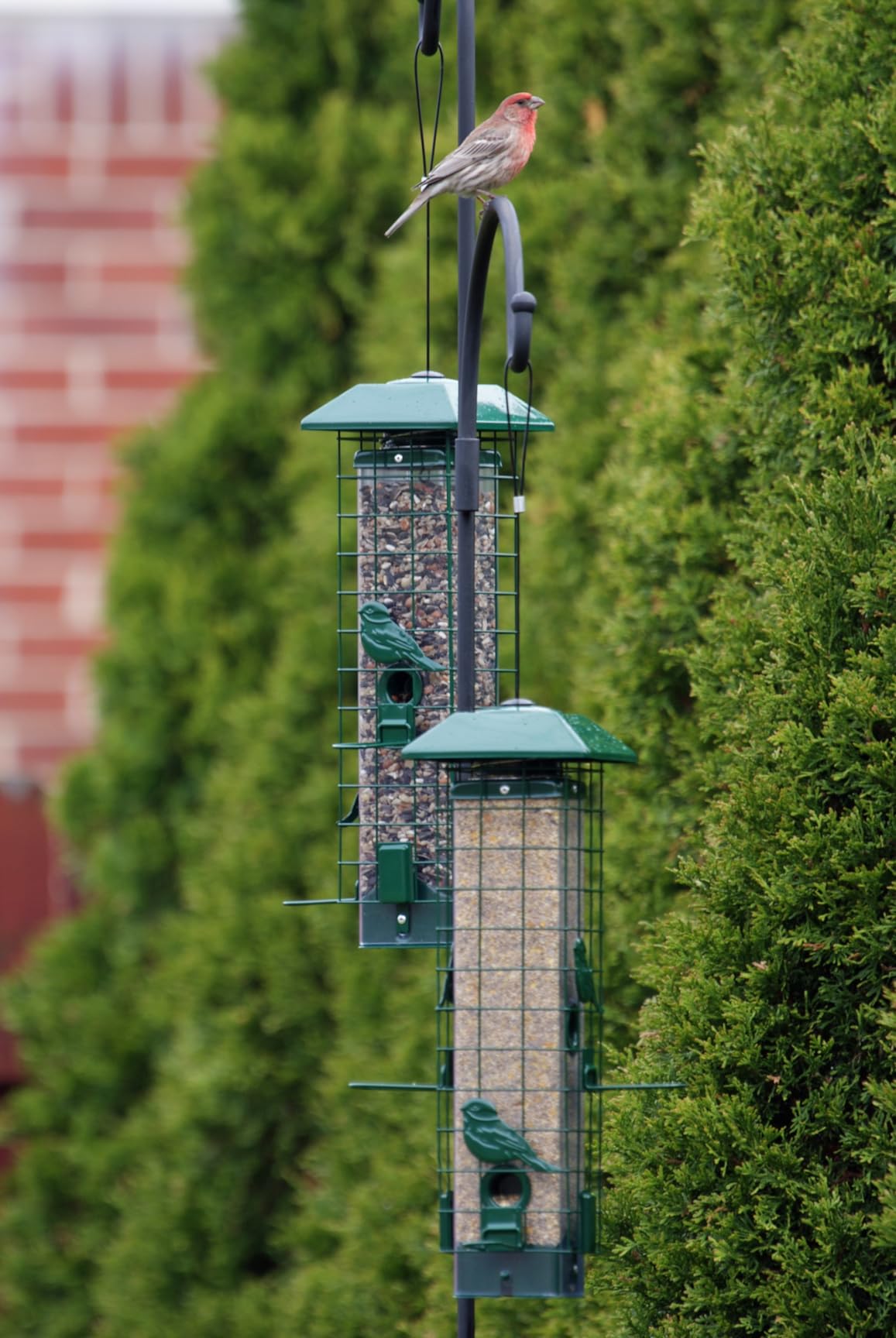 Squirrel-Proof Metal Bird Feeder with Removable Base, Weight-Activated Cage, Easy to Clean, Sturdy & Rust-Resistant, 3 lb Capacity, Outdoor Hanging Tube Bird Feeder for Cardinals & Finches customer photo 2