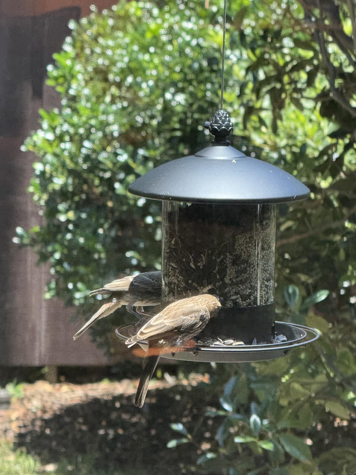 Gbekery Metal Bird Feeders for Outdoors Hanging, Weather Resistant Wild Bird Feeder with 360 Degree Feeding Tray, Copper customer photo 1