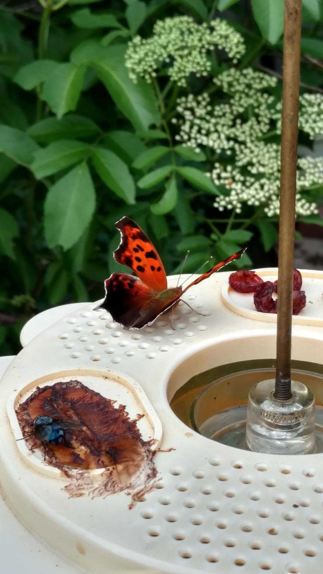 Birds Choice Flutterby 12 oz Outdoor Butterfly Feeder + 7.5 oz Nectar Bundle | Butterfly Feeding Station for Garden with Fruit Trays, Ant Moat & Brass Hanging Rod | Ready-to-Mix Butterfly Food customer photo 2