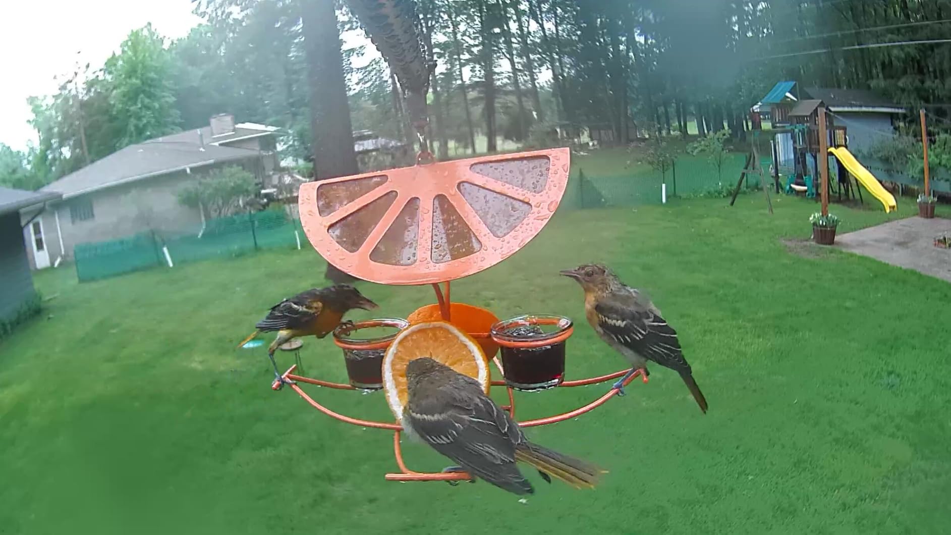 Smart Bird Camera Only, for Bird Feeder/Bath/House Bird Watching Live, 2.4G | Free AI Identify 10,000+ Species, Auto Capture 2.5K Bird Videos, Instant Alerts, Wireless Outdoor Cam, for Mom Dad Birdlovers customer photo 1