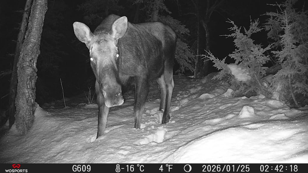 WOSPORTS Rechargeable Trail Camera 2Pack 56MP 4K Game Cam 0.2s Trigger No Glow Night Vision Motion Activated 120° Wide Lens 2.0” LCD Wildlife Camera Outdoor Scouting customer photo 2