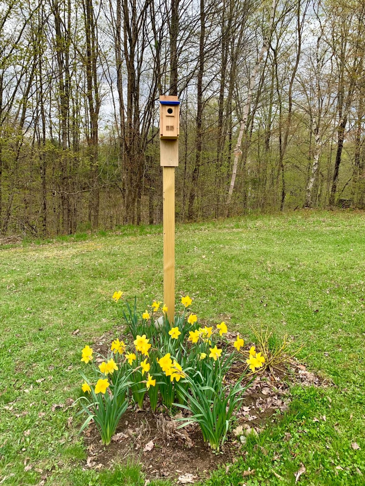 Made in USA,Rustic Cedar Bird Houses with Solar Camera,Durable Bird Houses for Outside w/Predator Guard,Easy-to-Install Bird Box for Bluebirds, Chickadees and More - Applewood Outdoor customer photo 2