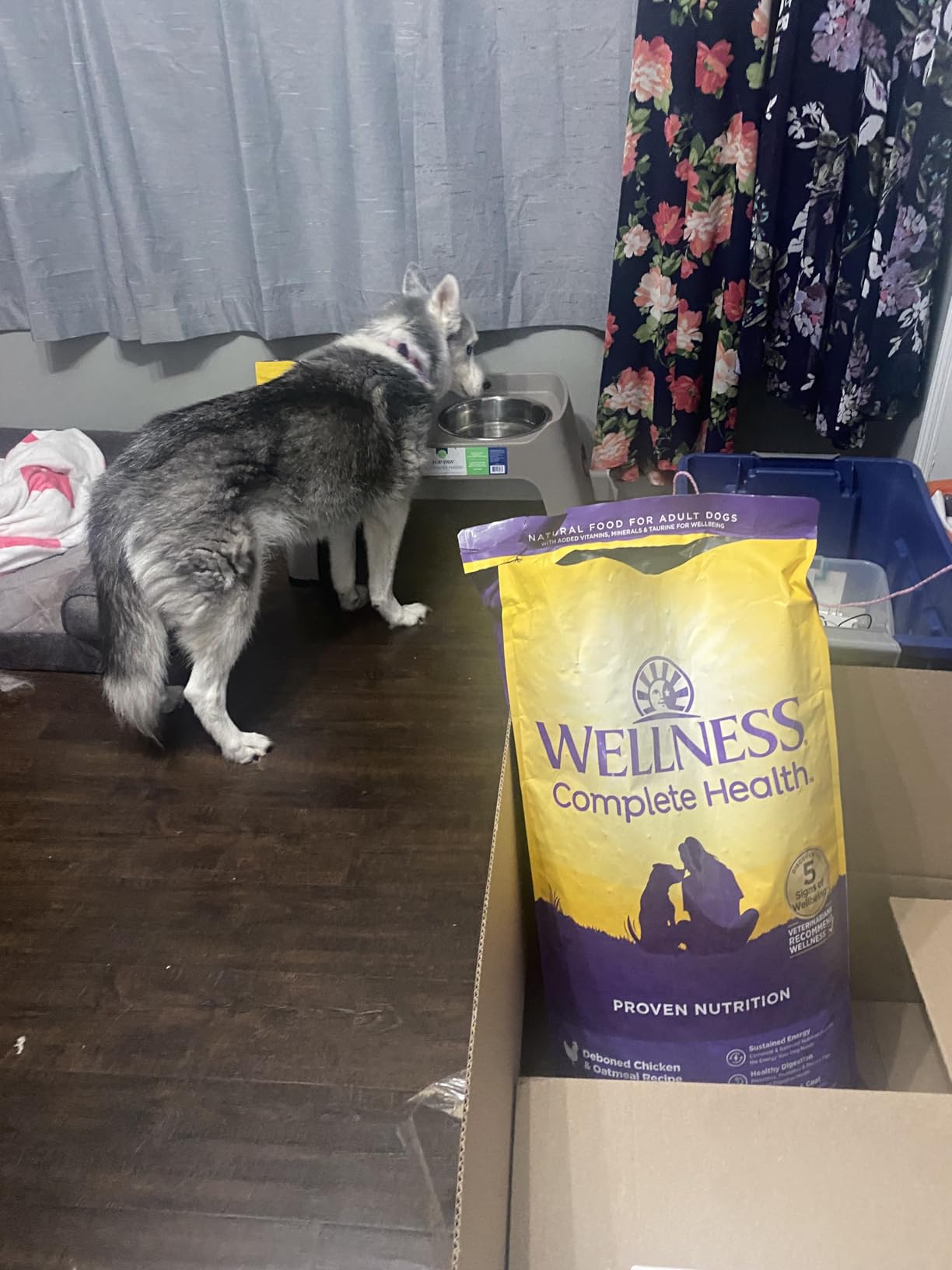 Wellness Complete Health Adult Dry Dog Food, Wholesome Grain Kibble, Natural, Chicken and Oatmeal Recipe, 5 lb Bag customer photo 1