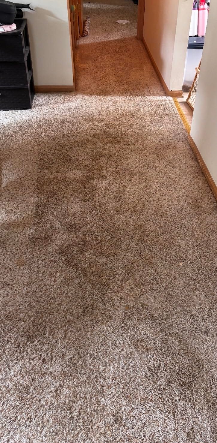 Hoover PowerDash Pet Compact Carpet Cleaner Machine, Lightweight Design customer photo 2