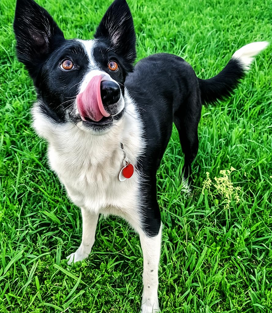 Amazon Basics Dry Dog Food Salmon & Sweet Potato, Grain Free 24 lb Bag (Previously Wag) customer photo 1