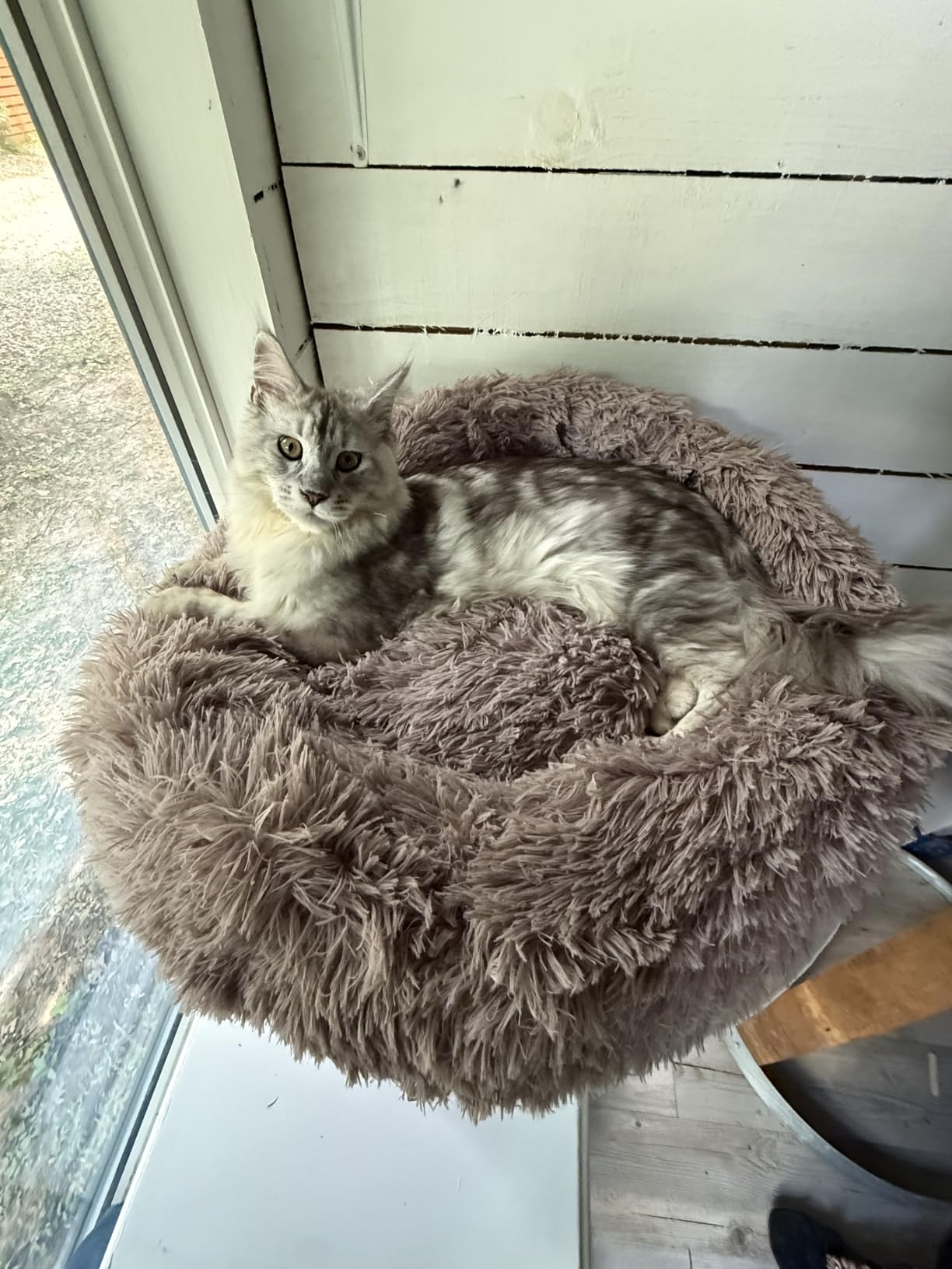 WESTERN HOME WH Calming Soft Round Dog &Cat Bed Small Dog Bed Washable,20