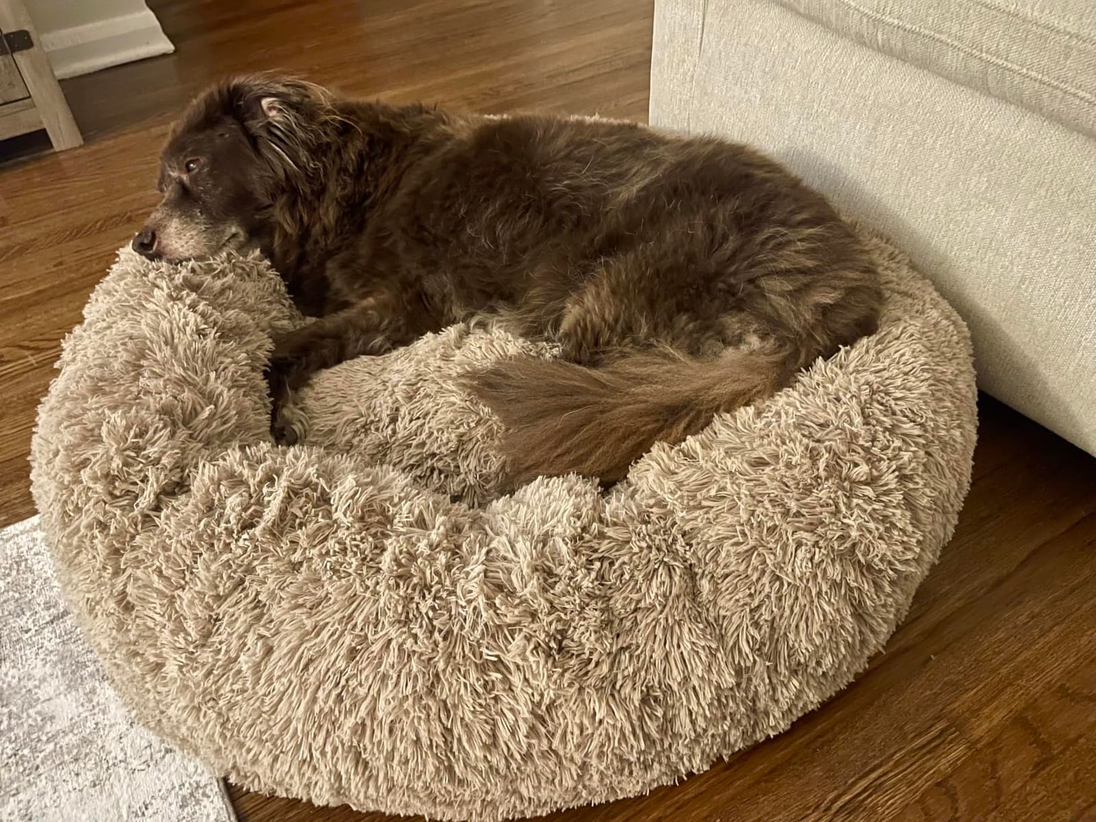 Bedsure Calming Cat Beds Donut Round Washable Kitten Bed,20 inches Camel customer photo 2